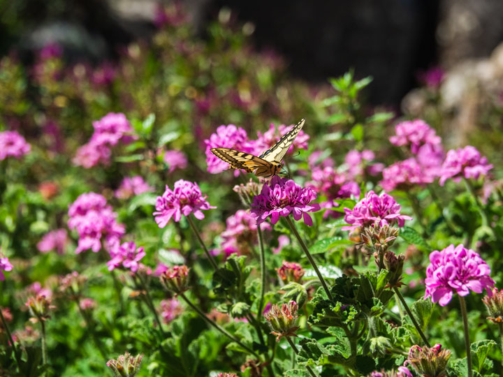 Yellow butterfly on purple flowers in Castle of the Moors garden