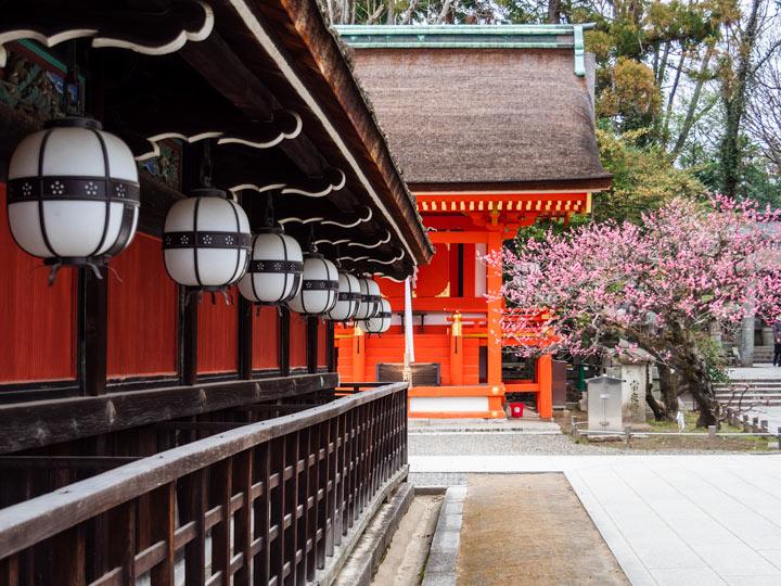 Kyoto Kitano Tenmangu temple lanterns with cherry blossoms.
