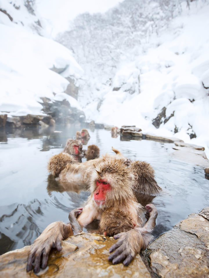 Snow monkeys bathing in hot spring with snowfall