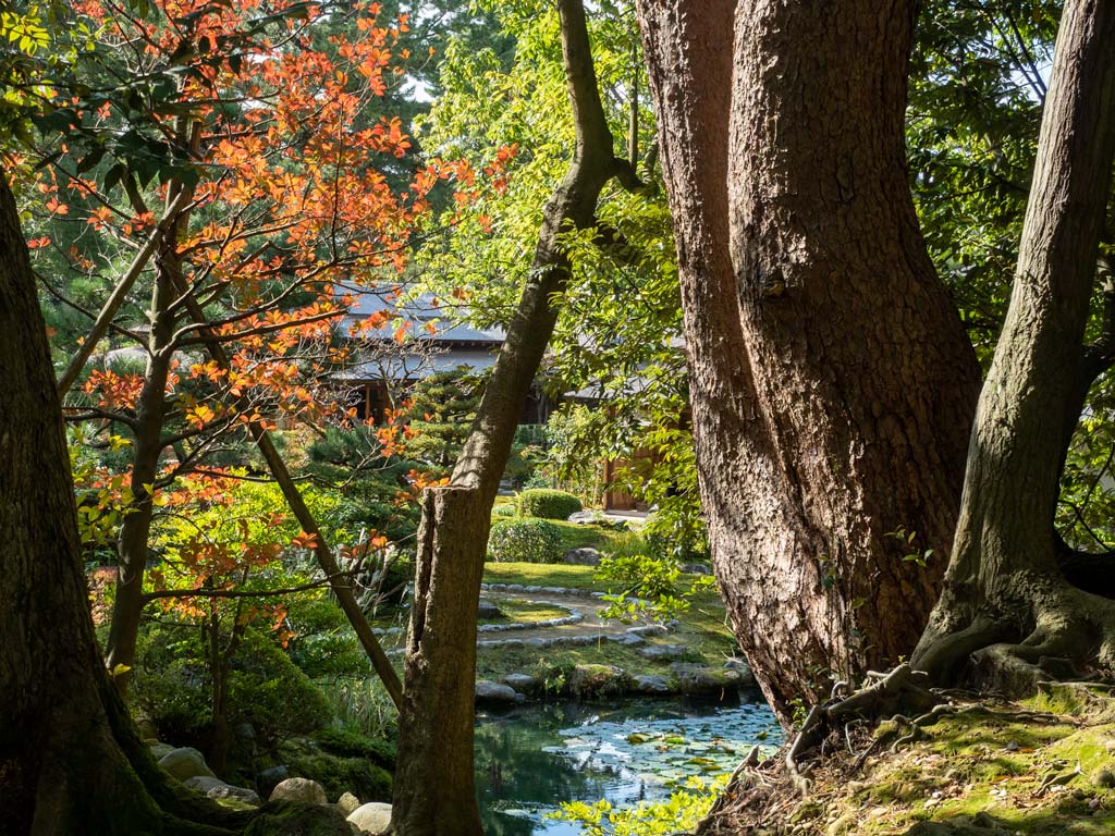 Kenrokuen Garden in Kanazawa with old trees, mossy ground, stream, and tea house in distance.