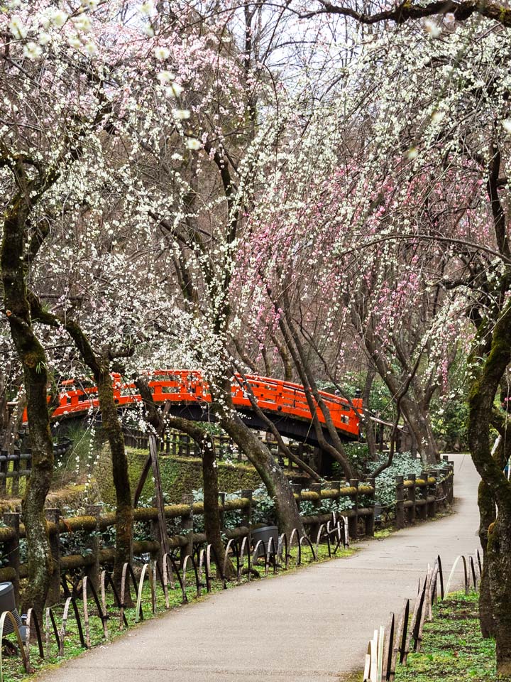 Plum blossom trees with path leading to red zen bridge.