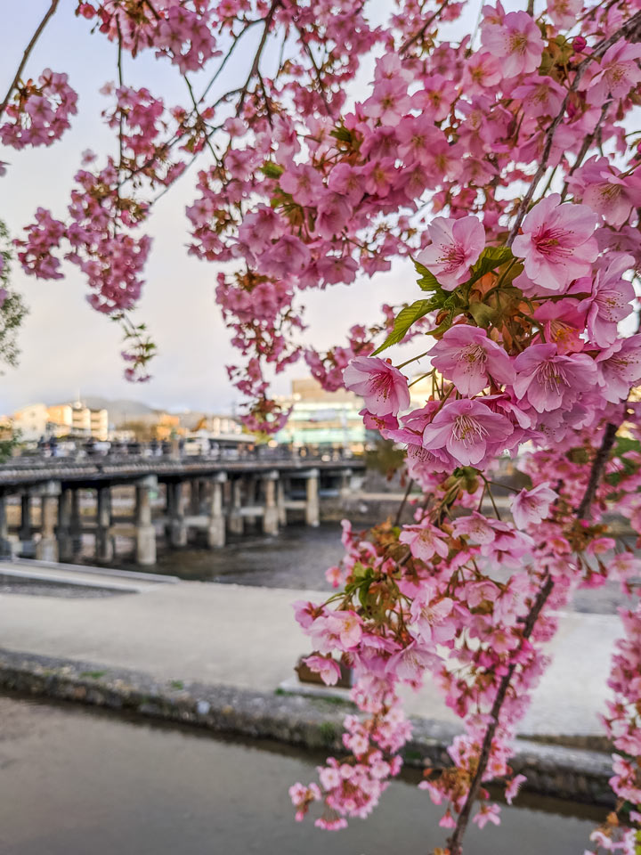 Cherry blossoms with Pontocho bridge and river in background.