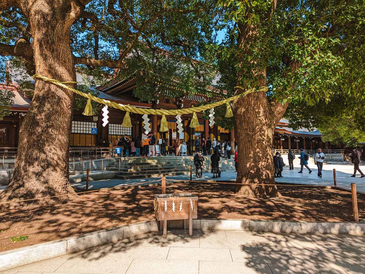 Two sacred trees with rope between them inside Meiji Jingu shrine.