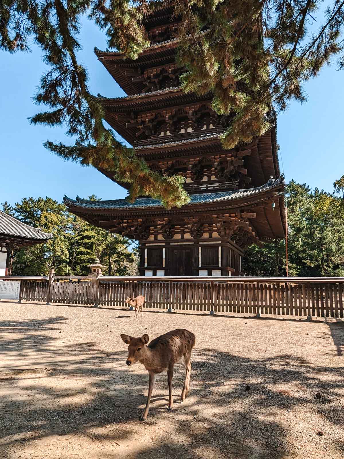 Small deer walking in front of large wooden pagoda in Nara.