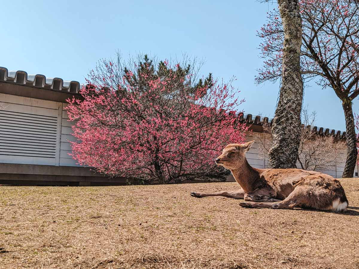 Nara deer sleeping on hill in front of plum blossom tree.