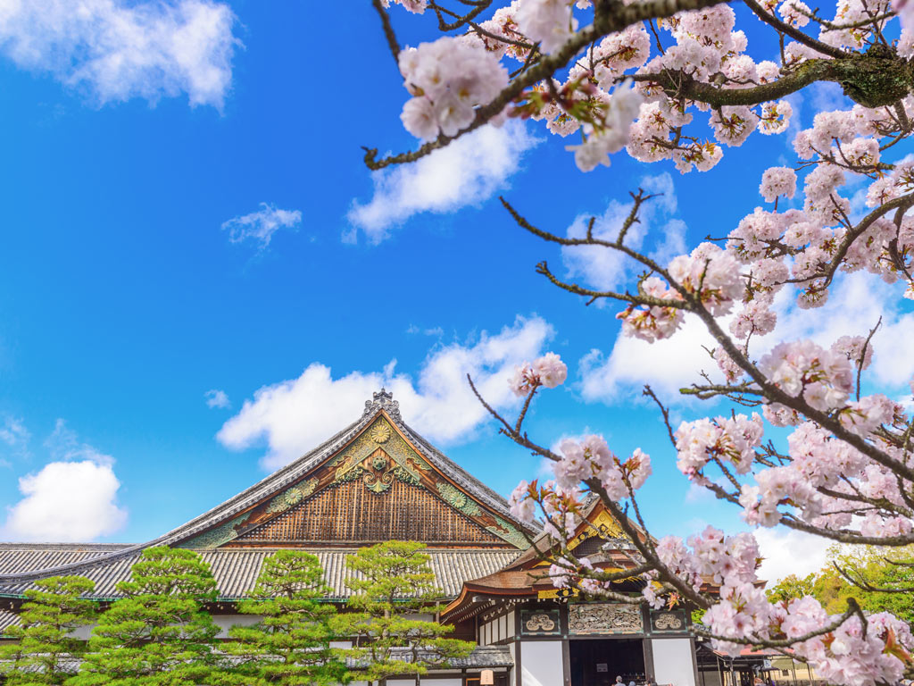 Nijo Castle roof against blue sky with pink sakura branches in foreground.