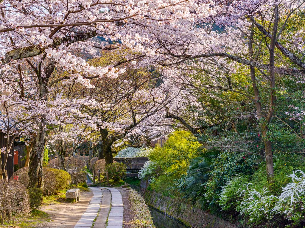 Kyoto Philosopher's Walk pathway leading along stream and beneath cherry blossom trees.