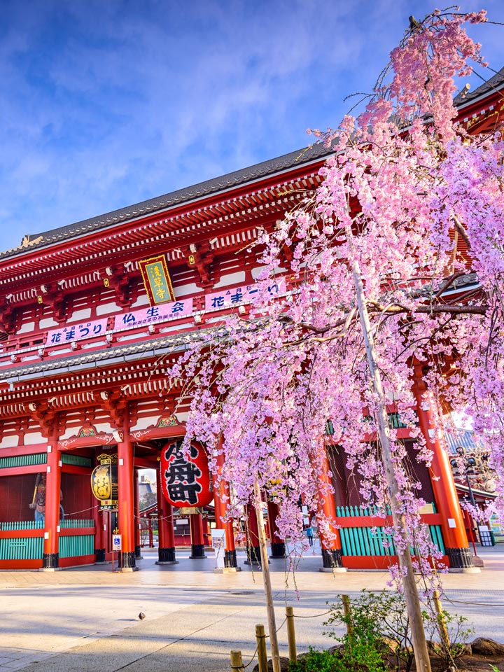 Red Senso-ji temple gate with cherry blossom tree