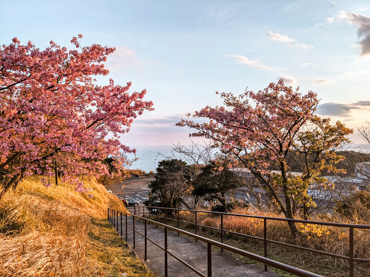 Cherry blossom trees on grassy hill by ocean at sunset in Shizuoka, an underrated 10 day Japan itinerary destination.