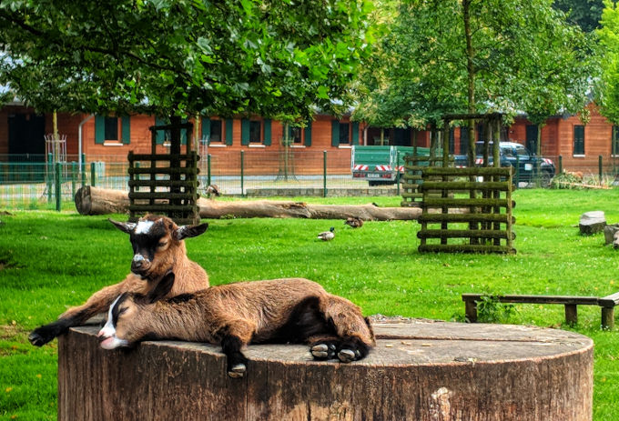Two goats sitting on tree stump.