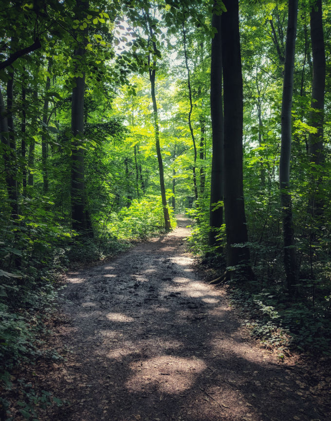 Trails through thick forest in Stadtwald Park.