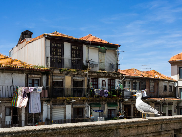 Seagull on rail in front of old Porto houses with laundry hanging.