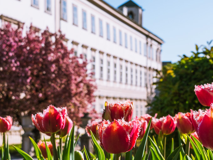 Pink tulips and cherry blossom in Mirabell Gardens.