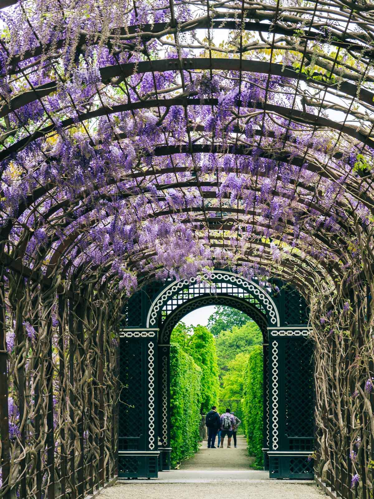Garden archway covered in blooming wisteria and vines with view of hedge maze in distance.