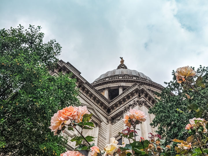 View of St. Paul's Cathedral from below rose bush during 4 days in London itinerary.