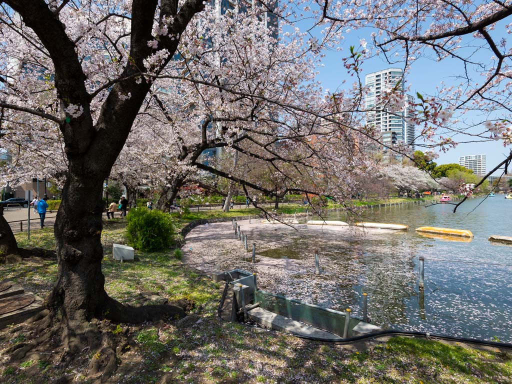 Cherry blossom tree next to pond with overturned boats in Ueno Park.