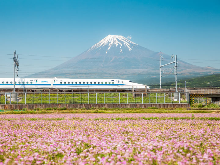 Bullet train traveling down track between Mount Fuji and purple flower field.