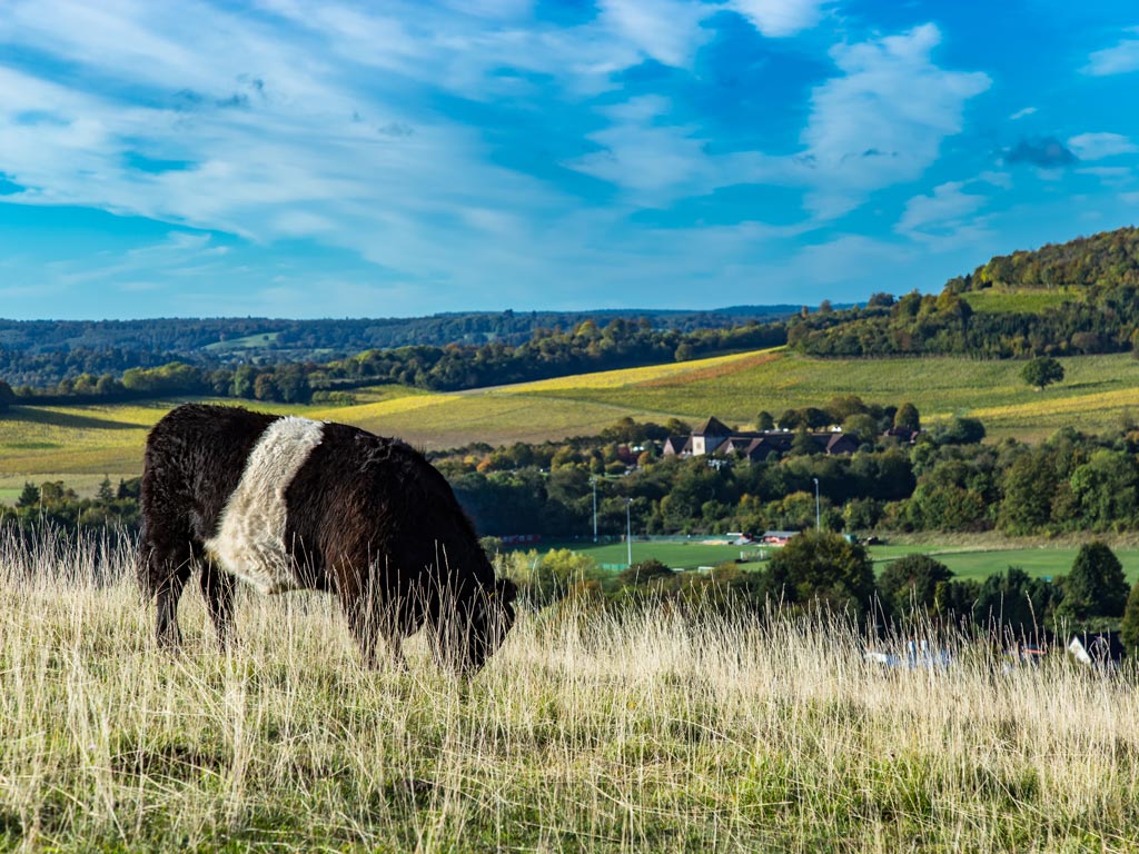 View of Box Hill countryside on sunny day with cow in the foreground.