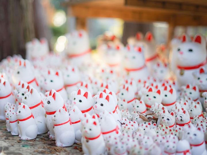 Collection of white Japanese lucky cat figures.