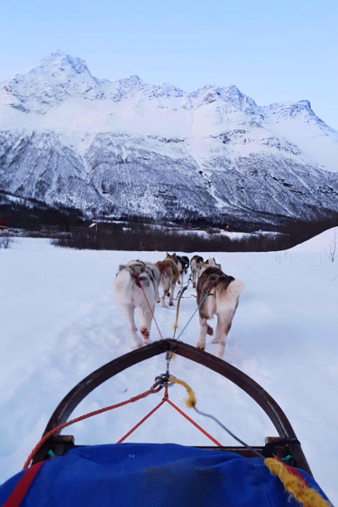 Blue sled being pulled behind dogs towards snowy mountain in Alta.