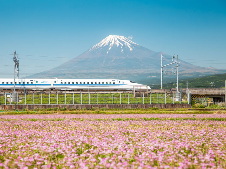 Mount Fuji and purple flower field viewed from Tokyo bullet train day trip.