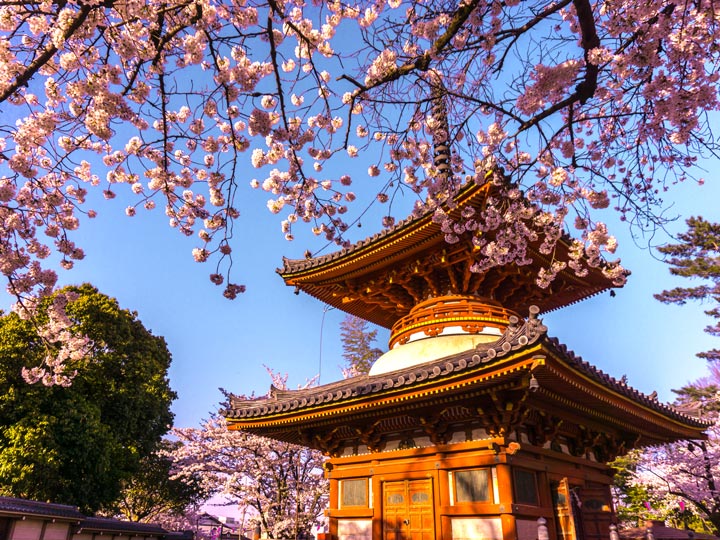 Omiya Hikawa Shrine pagoda surrounded by pink cherry blossoms.