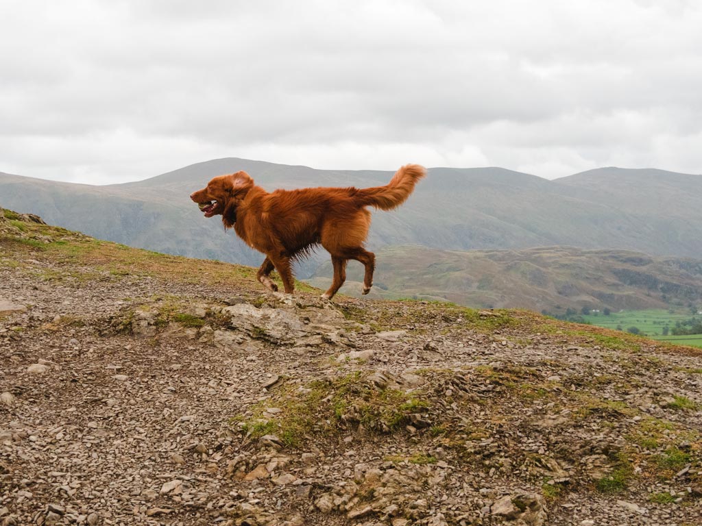 Brown dog running with ball in the green hills of English countryside.