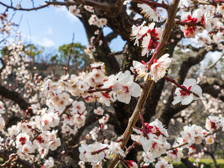 MIHO MUSEUM of Cherry blossoms, Easy to Visit From Kyoto