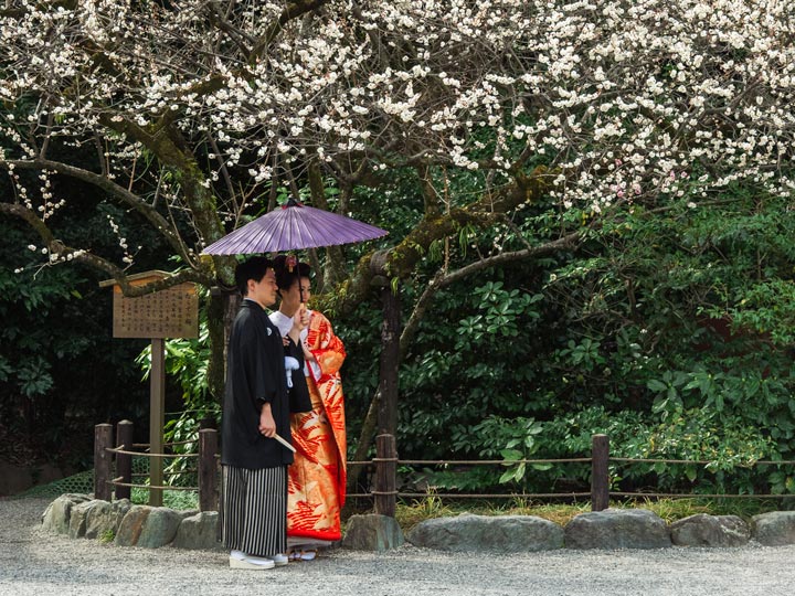 Married couple in traditional Japanese clothing standing under cherry blossom tree.