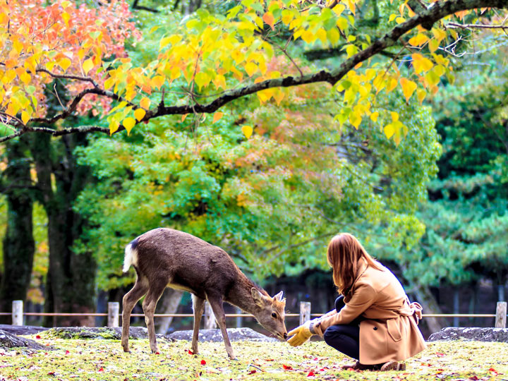 Girl kneeling to feed Nara deer under autumn leaves during Kyoto day trip.