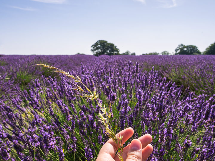 Hand holding wheat stalk in front of purple lavender field.