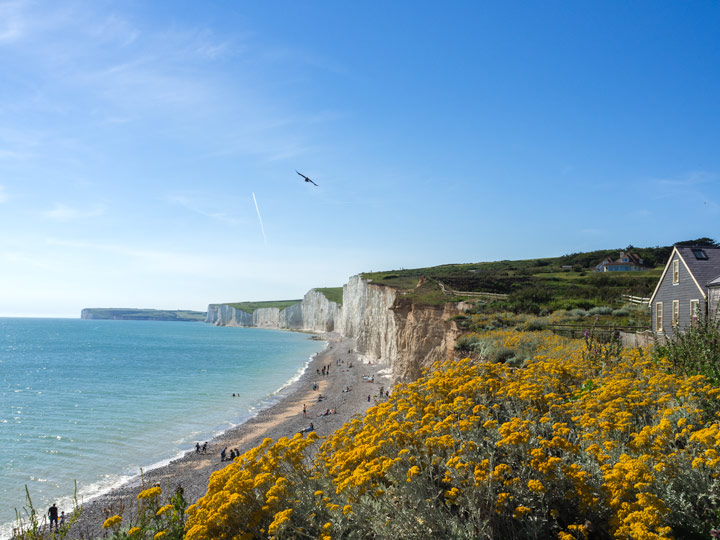 View of white Seven Sisters Cliffs and ocean with yellow flowers, a beautiful day trip from London by train.