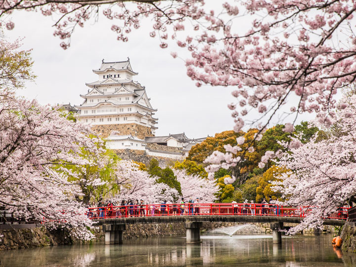 Japanese castle with red bridge and cherry blossoms, a famous Japan tourist attraction.