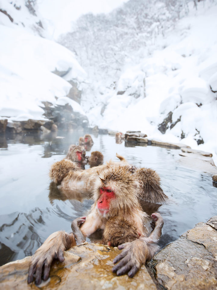 Jigokudani snow monkeys bathing in water after snowstorm, one of the most famous things in Japan to see in winter.