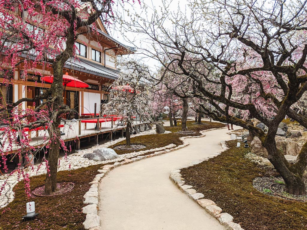 Plum blossom garden in Kyoto Japan with white stone pathway leading through.