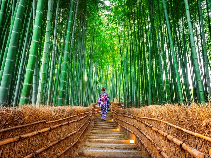 Woman walking through Sagano bamboo forest in Kyoto Arashiyama district.