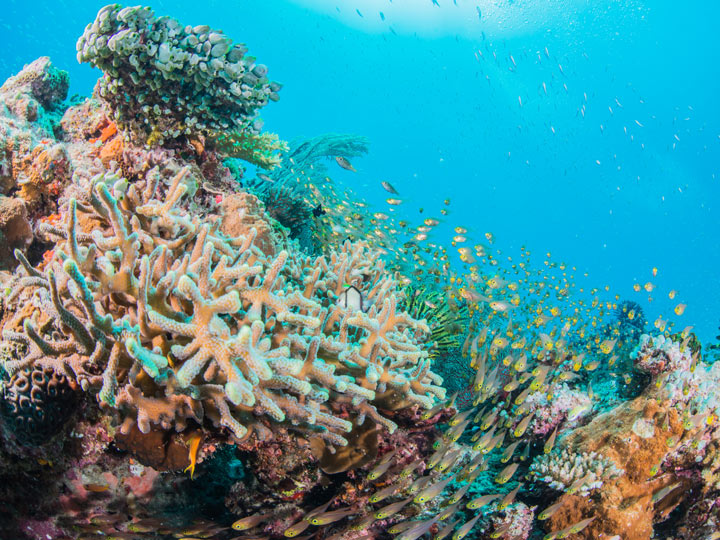 Okinawa coral reef with school of orange fish.