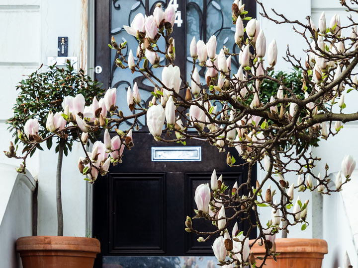 White magnolia tree in front of black door of London apartment