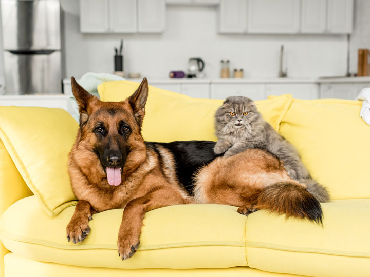 German shepherd and grey cat laying on yellow couch inside pet friendly apartment in London.