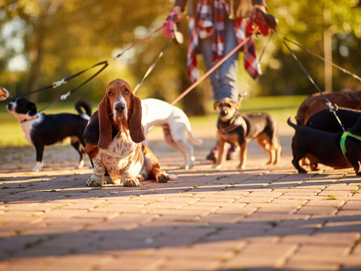 6 dogs being walked on sidewalk in park in London during sunny afternoon.