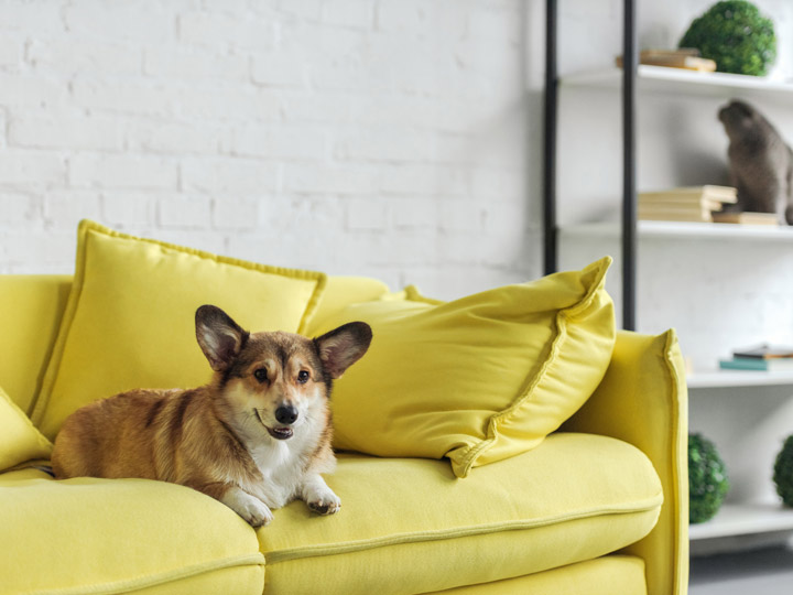 Corgi sitting on yellow couch after owner learned how to find pet friendly apartments in London.