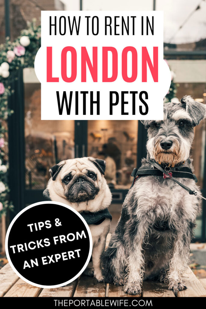 How to rent in London with pets - two dogs with bowties on sidewalk