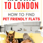 Moving to London: how to find pet friendly flats in London - dog and cat on yellow couch
