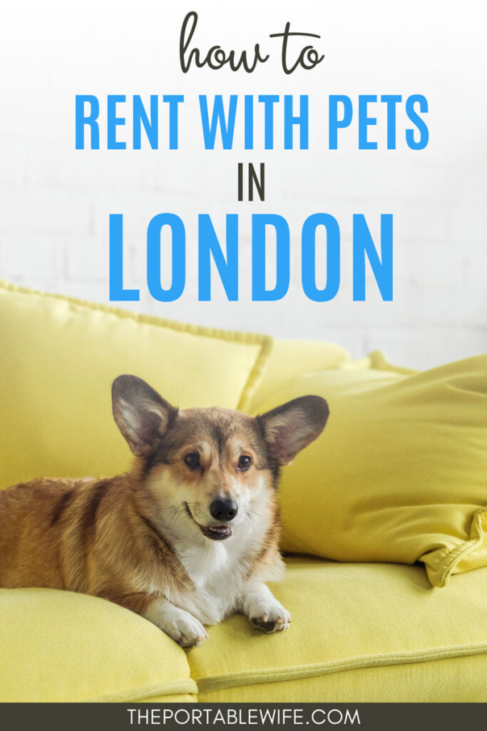 How to rent with pets in London - corgi sitting on yellow couch