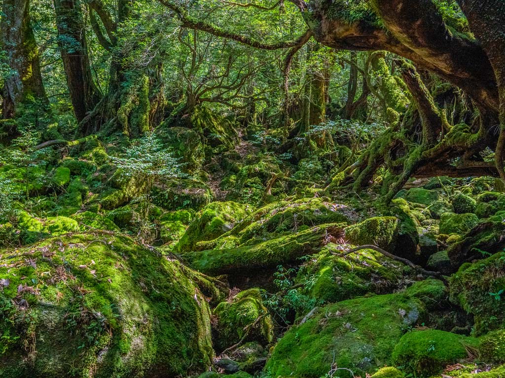 Lush green trees and mossy rocks inside primeval Yakashima forest.