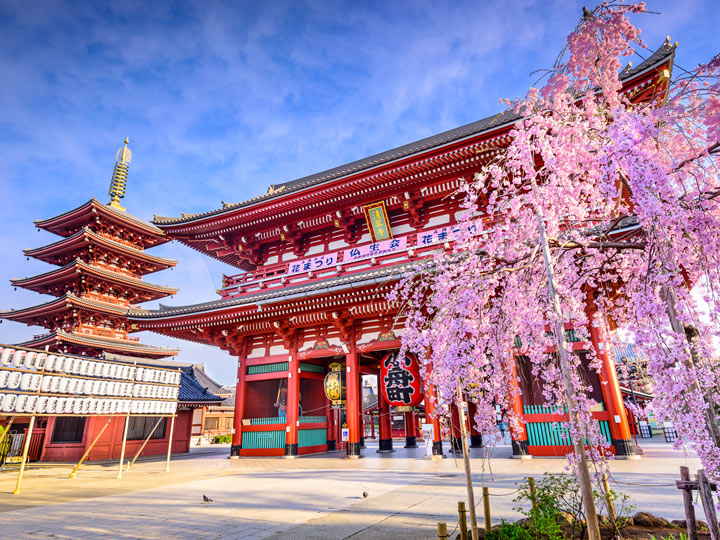 Tokyo Asakusa Shrine during cherry blossom season should be on everyone's Japan travel checklist