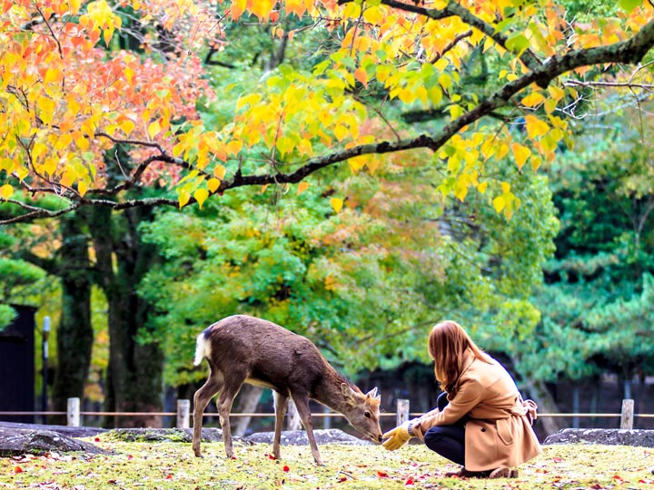 Girl feeding deer in Nara Japan during autumn.