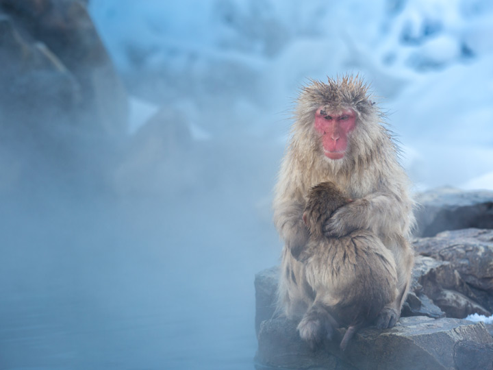 Nagano Japan snow monkey with baby at Jigokudani onsen.