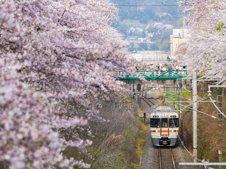 Japan train on tracks surrounded by cherry blossom trees.