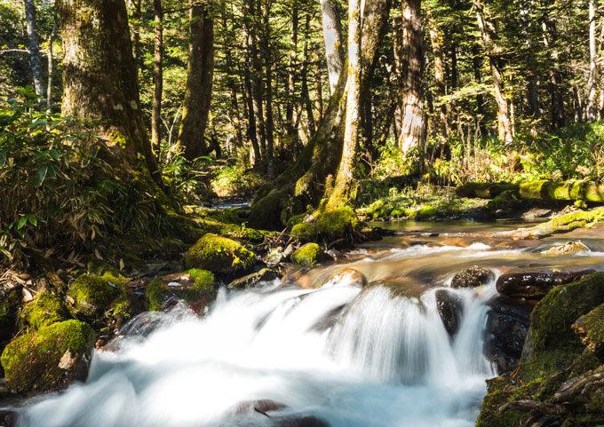 Small waterfall amid mossy rocks and trees.